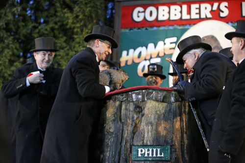 yahoonewsphotos:  Groundhog Day 2015 – Punxsutawney Phil predicts 6 more weeks of winterPunxsutawney Phil, the American groundhog famous for his weather predictions, saw his shadow after emerging from his burrow atop  Gobbler’s Knob in Pennsylvania