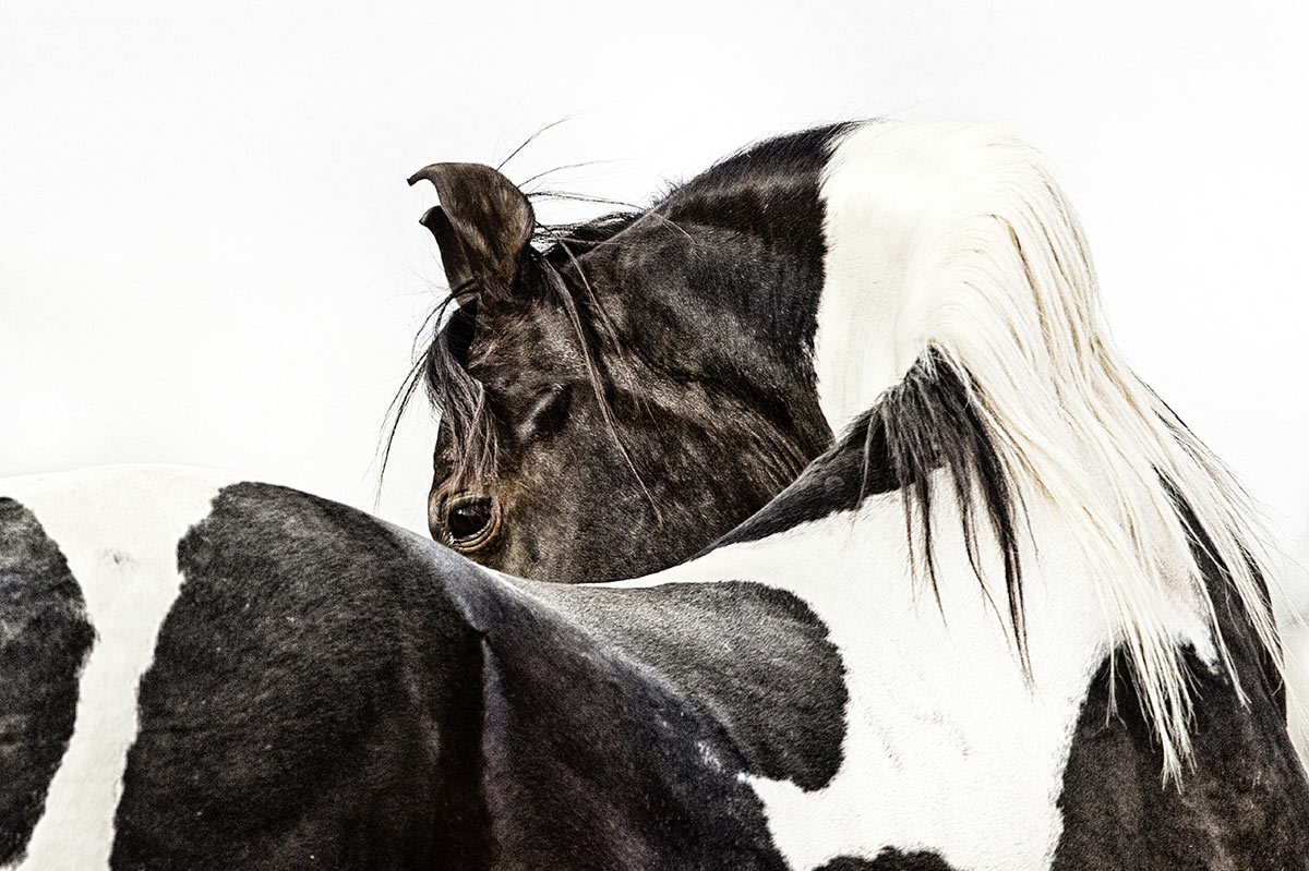 vetgirlblog:  Christiane Slawik photography 