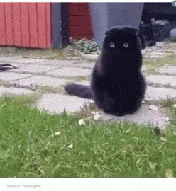 catsdogsgifs:  http://catsdogsgifs.tumblr.com/