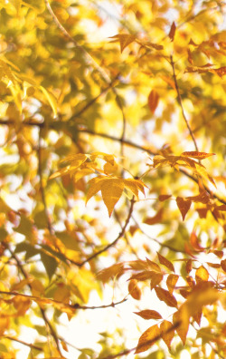 algunhumano:  Yellow Days.By: James.