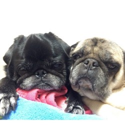 Ilovepugs4Ever:  Follow Dog Quotes.