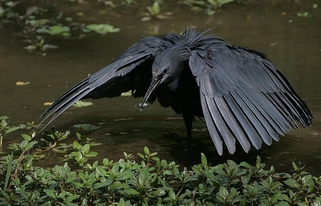 h0odrich:   sixpenceee:  The Black Heron imitates shelter and generates shade. This attracts the fish and makes them think that it’s safe when really it’s a trap.  Sagittarius   awesome bird!