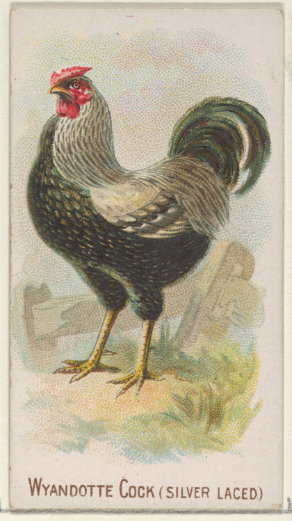 met-drawings-prints: Wyandotte Cock (Silver Laced), from the Prize and Game Chickens series (N20) fo