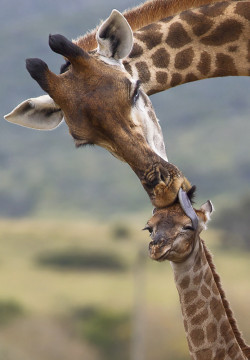 loveforearth:  Loving Mom by Jacques Matthysen 