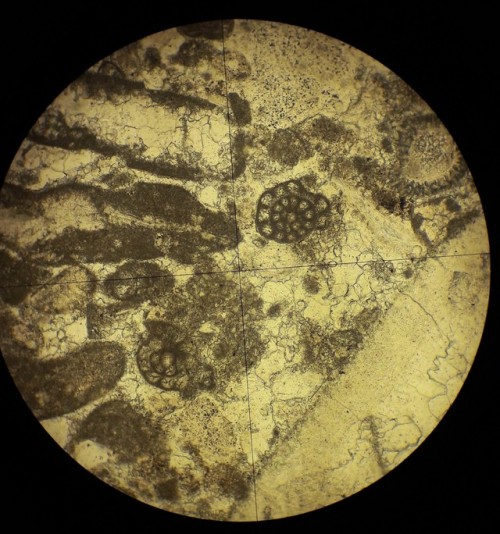 terra-study:Foraminifera and foliated shell fragment fossils in thin section from carbonate rock at 