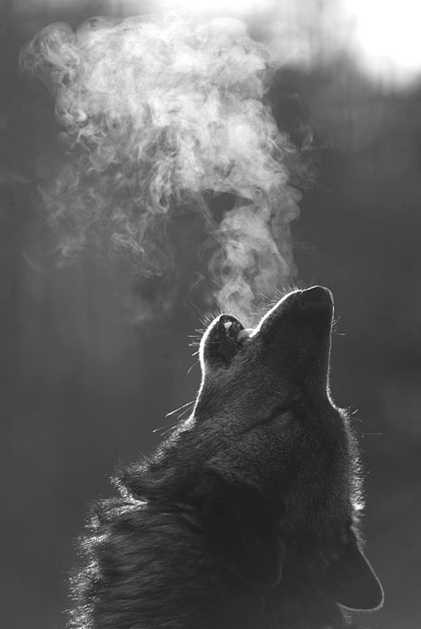 littlepawz:  The strength of the wolf resides in my heart Mostly peacefully, yet ever wild Running in time to the blowing wind Dancing in the clouds that drift in the Heavens. The spirit of the wolf resides in my soul….  ~Theme from Dances With Wolves~
