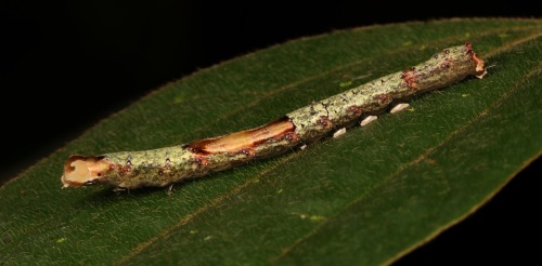 sinobug: “Stripped Bark” Moth Caterpillars, unidentified by Sinobug (itchydogimages) on