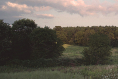 loribirkbeck:Meadow dreams