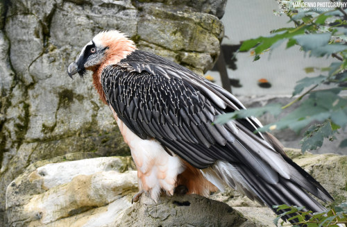 Bearded Vulture (Gypaetus barbatus) © Mandenno Photography