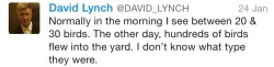 catbountry:  annethecatdetective:  alexleefitz:  I can’t believe David Lynch is a real person.  What I wouldn’t give to spend a day with this man. Birdwatching, drinking coffee, occasionally slipping into surreality…  David Lynch is a beautiful