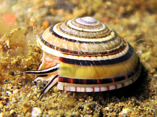 ainawgsd:    Architectonica perspectiva, common name the clear or perspective sundial shell, is a species of sea snail, a marine gastropod mollusk in the family Architectonicidae, which are known as the staircase shells or sundials.  The snail is common