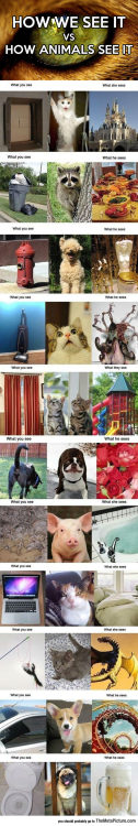 btchn1: srsfunny: How Humans See It Vs. How Animals See It Pretty accurate