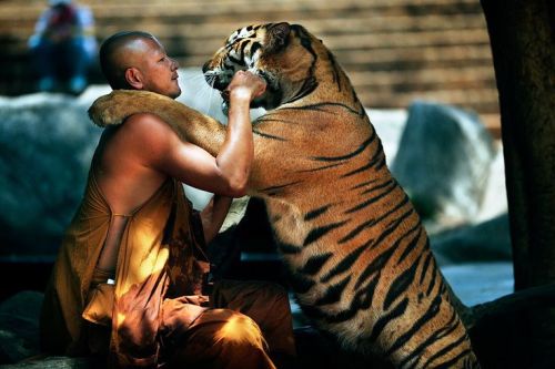 wolverxne:  Buddhist and Tiger | by: Mark Podrabinek 