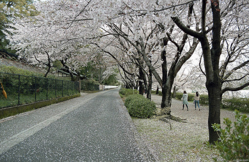 桜のトンネル by peroparo on Flickr.