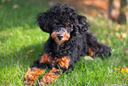 handsomedogs:   miniature poodle 6 months young   Senta CS 