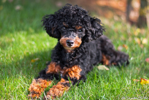 Sex handsomedogs:   miniature poodle 6 months pictures