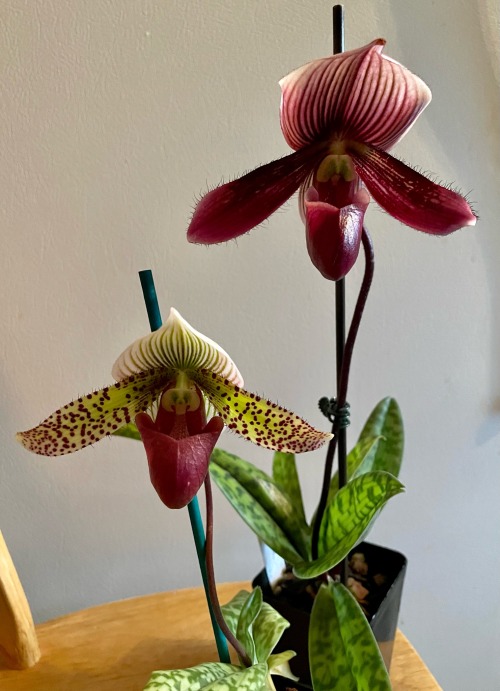 Two tropical slipper orchids, one the Paphiopedilum Maudiae and the other a variety called Fred's Spring with a burgundy slipper but its side petals are spotted and the top one is striped green