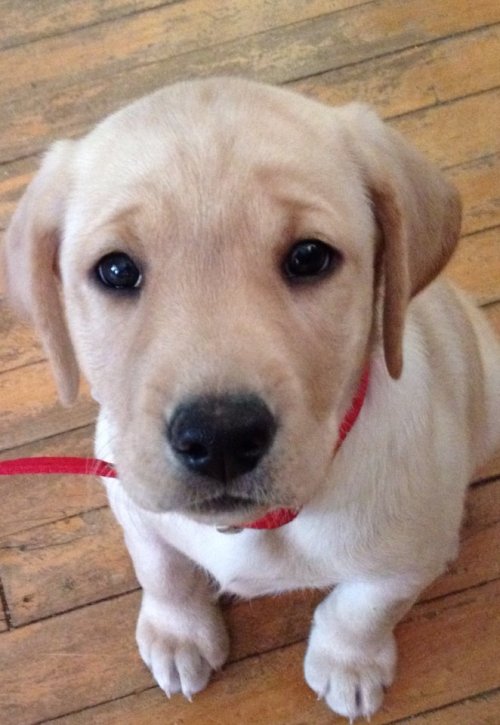 nayx:kingcheddarxvii:LOOK HOW MY BABY PUP HAS GROWN IN ONE MONTHEVERYONE CLAP FOR HER SHE’S DOING A 