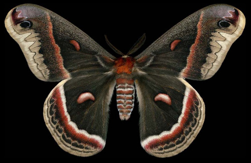 ex0skeletal:Winged Tapestries: Moths at Large, a special exhibition of oversized prints by Canadian 