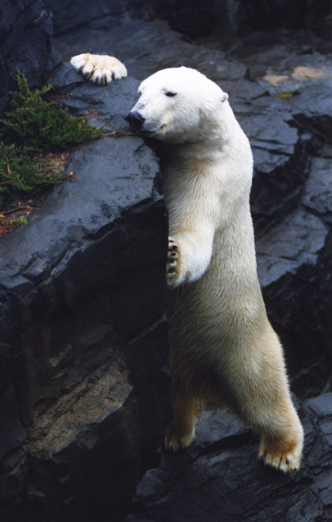 llbwwb:  (via 500px / Just A Bite by Rocco Cafagna)