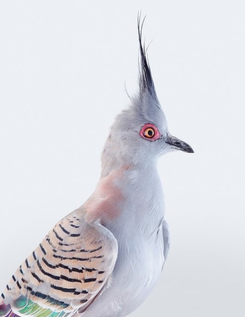 seraphica:“Reconsidering The Pigeon” - photographs by Leila Jeffreys [via]