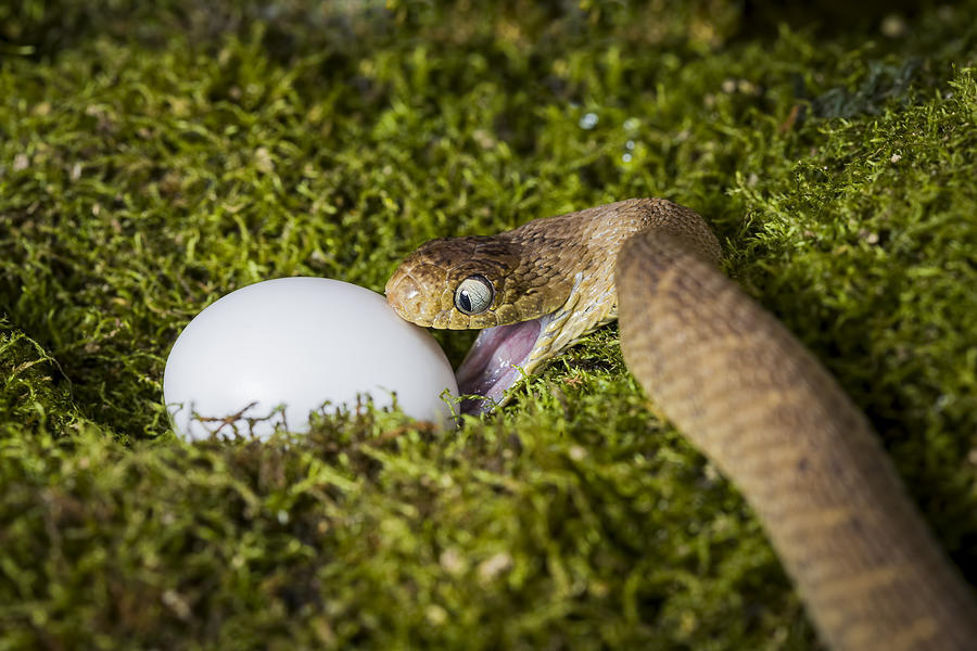 adorablesnakes:  I am not sure if I have ever been as excited as this snake is about