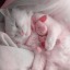 wild-honey-kitten