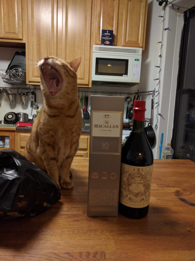 Cats, kitten & nothing else