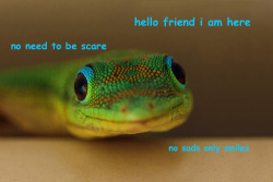 uncaughtcriminal:  that gecko pic was just