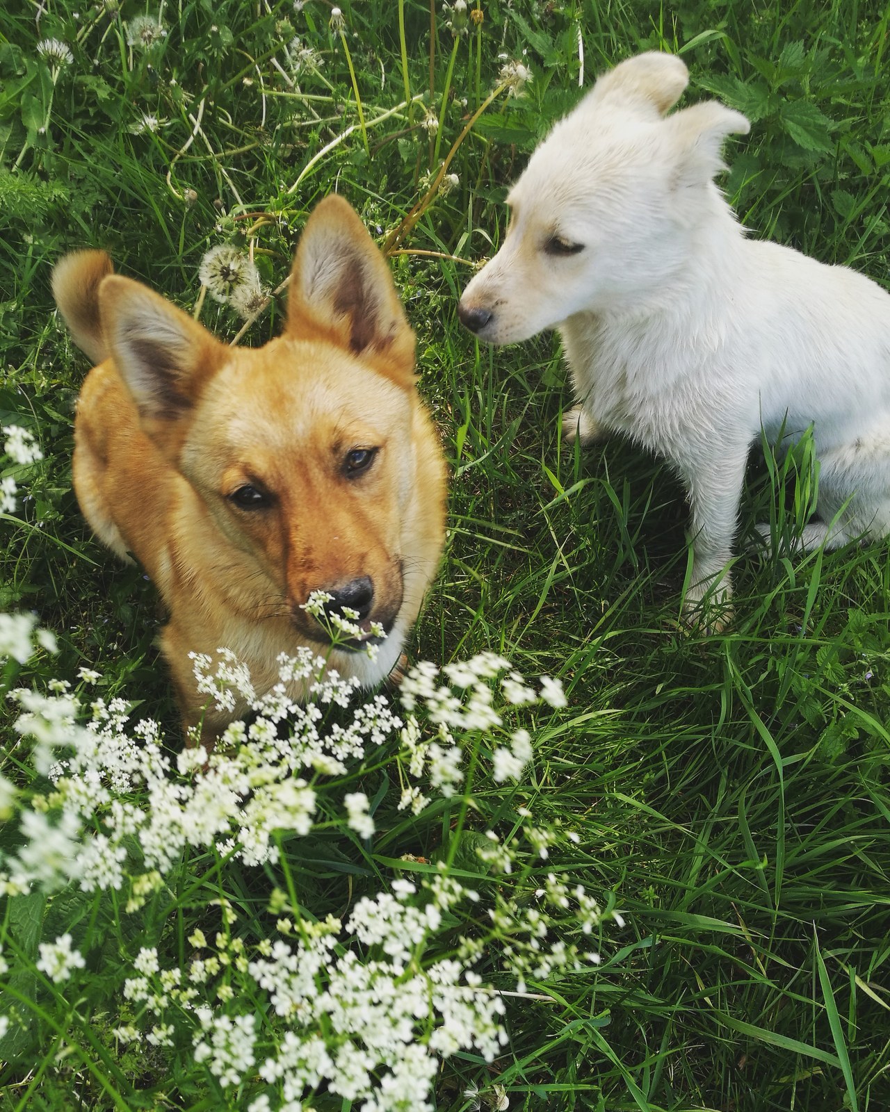 bberrycake:  My beautiful boys 💟