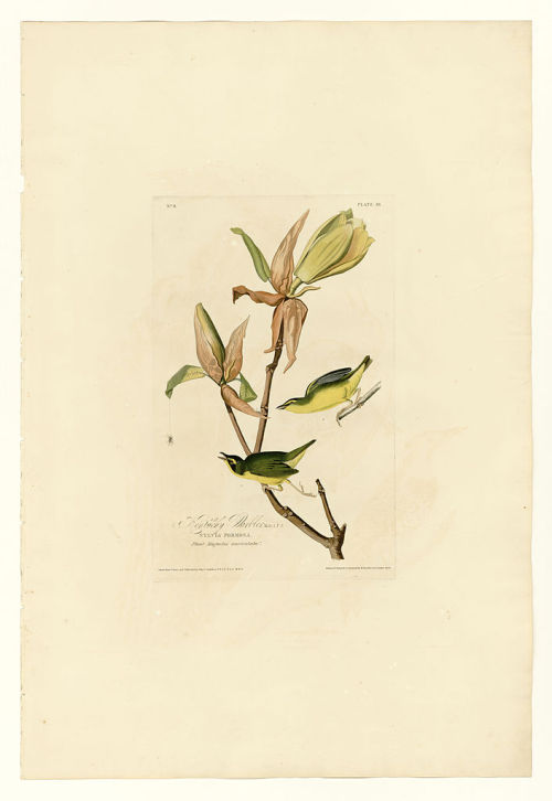 Plate 38. Kentucky Warbler, John James Audubon