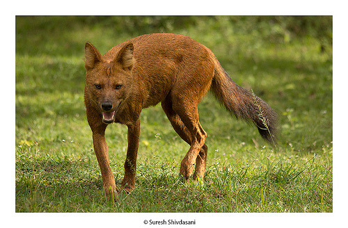 by Suresh Shivdasani