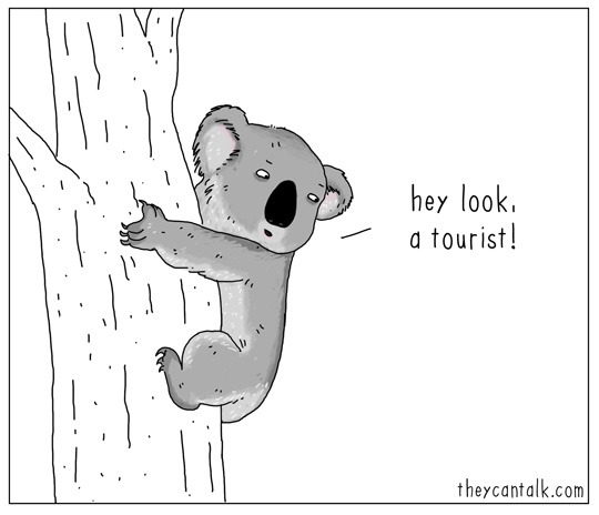 theycantalk:  hey look, a koala!