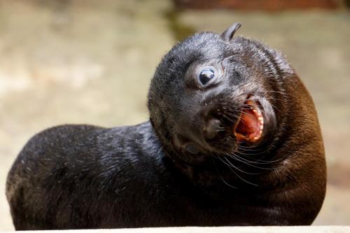 Precocious Seal Pup Mugs For Cameras at Wroclaw ZooOn June 10, Wroclaw Zoo welcomed a female South A