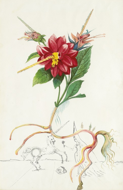 ochyming:Salvador Dalí 1904-1989 DAHLIA UNICORNIS, 1967 Gouache, watercolor and pen and ink on paper