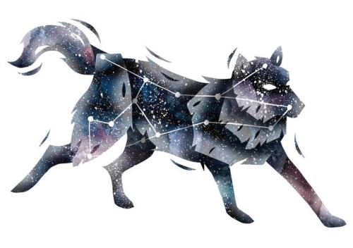 Doggo With The #lupus #constellation Inside.. Not Sure Whether I Like It Though... . Starting To Get