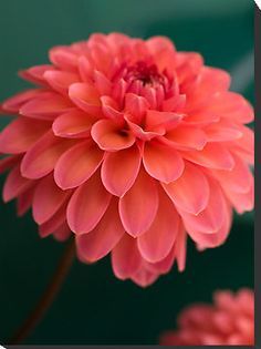 baetology:  coral moods // @thelittlertiddy