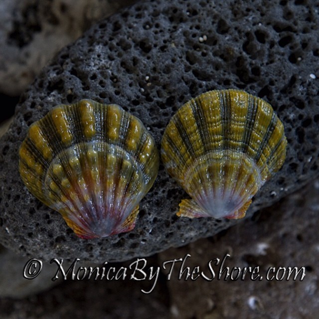 Two perfectly beautiful Moonrise Shells, extra large size & gorgeous color! Not on website yet, email me at monicabytheshore@live.com if interested in a specific design & a quote before I create something with them. This is your “sneak peek”!!...