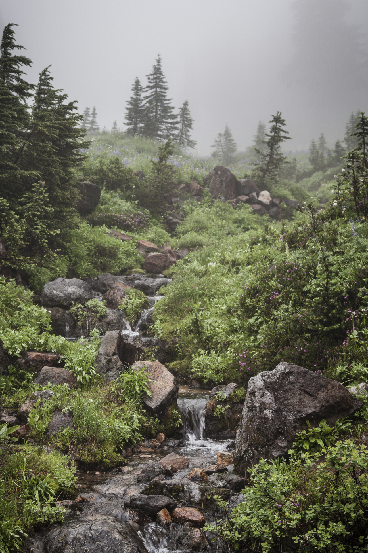 toofarnorth:  Mount Rainier National Park - toofarnorth 