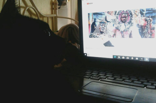 my black panther Puursia watching a video about Black Panther!(submitted by @kindnessiseternal)
