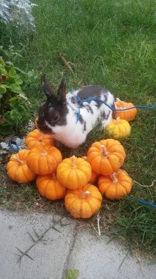 mrbunnybutt:  Here is a late happy halloween picture from my bunny. I hope you  had a great Halloween.  