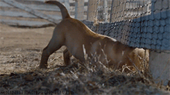 missbackwoodsbarbie:  Makes me tear up EVERY time !! 