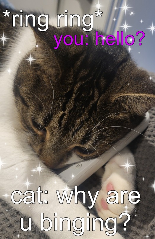Reblog The No Binge Cat