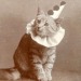 academia-core:photography was invented to take pictures of cats