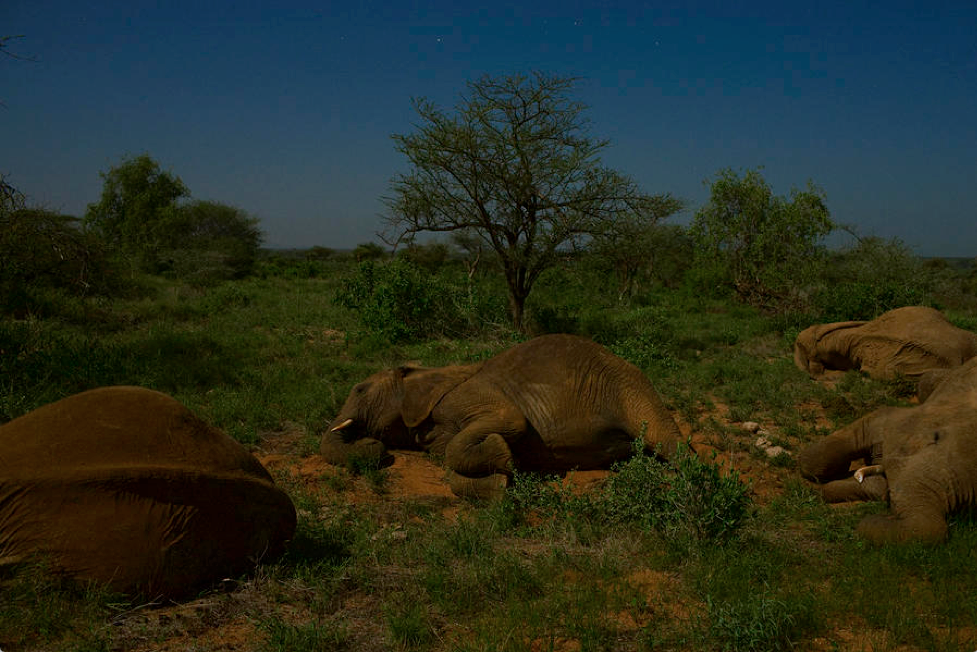 nubbsgalore:when michael nichols first photographed forest elephants in the lowland