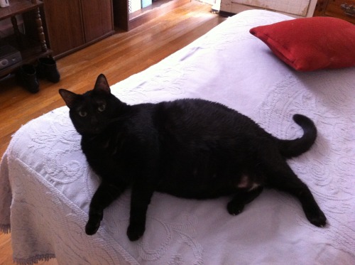 My big boy, Governor.  Big sweet horse boy! #black cat appreciation day(submitted by nolaleo)