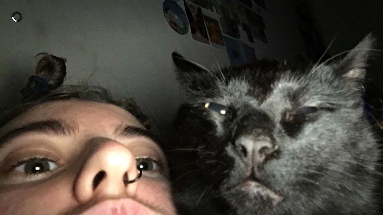 unflatteringcatselfies:  This is goose and I would say these photos are quite flattering