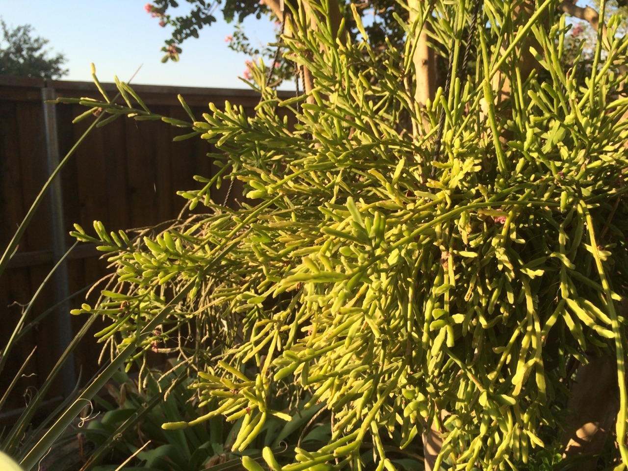 Rhipsalis ewaldiana / evening glow