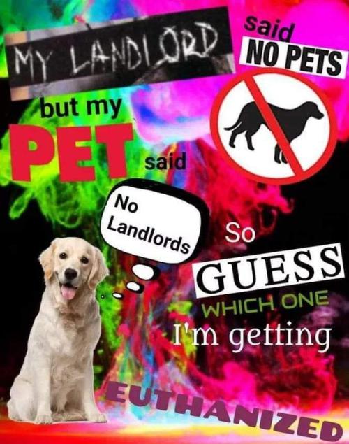 queeranarchism:“My landlord said no pets but my pet said no landlords so guess which one I&rsq