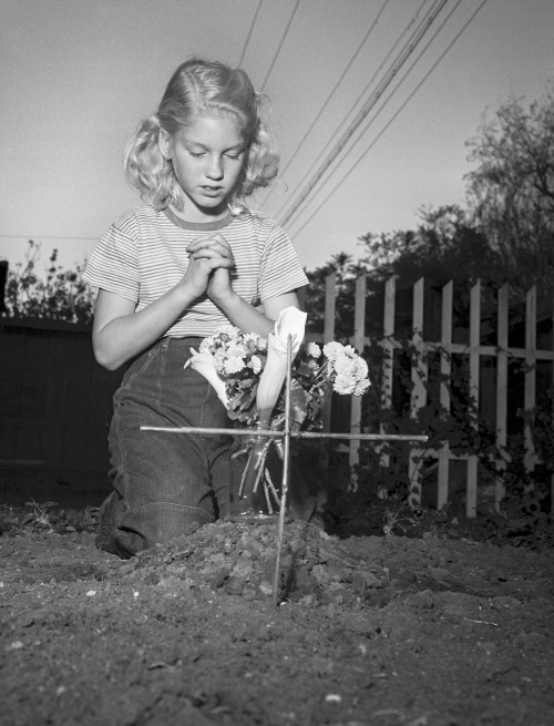 inthedarktrees:  Prayer for new cat, 1951 Barbara Ann Ostrom   –   11 years, praying for new cat in front of grave of her other cat, Snow White, which was poisoned.  Snow, Los Angeles Examiner, November 27, 1951